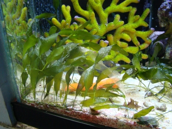  Caulerpa prolifera (Tape Algae)